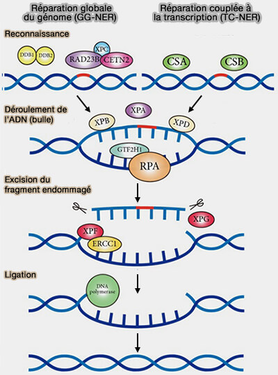 Voies de réparation par excision de nucléotides (NER)