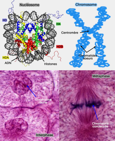 Nucléosome et chromosome