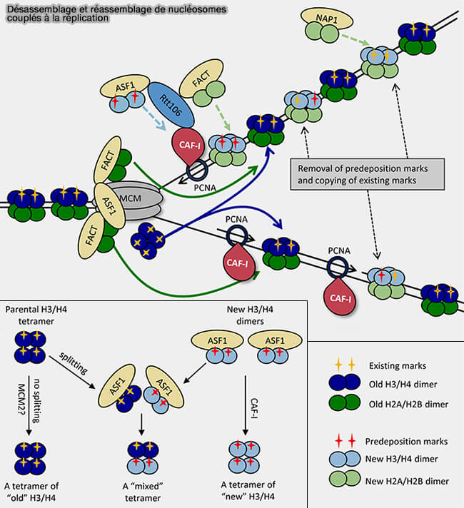 Désassemblage et réassemblage des nucléosomes couplés à la réplication