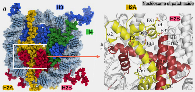 Patch (tache) acide du nucléosome