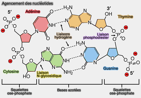 Agencement des nucléotides