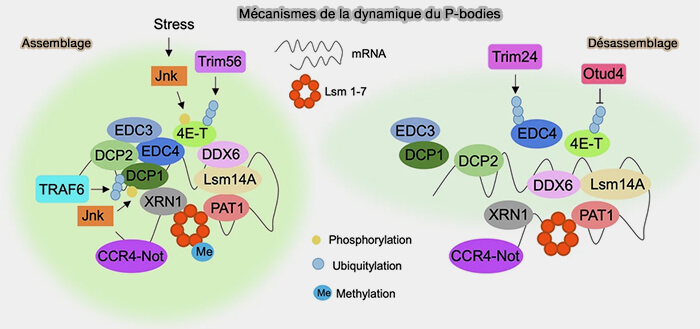 Mécanisme de la dynamique des P-bodies