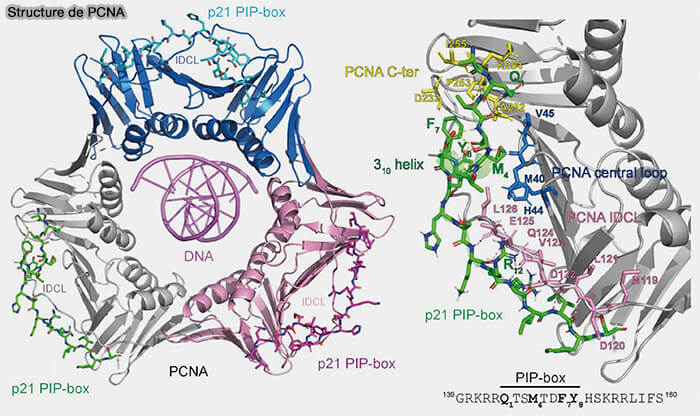 Structure de PCNA