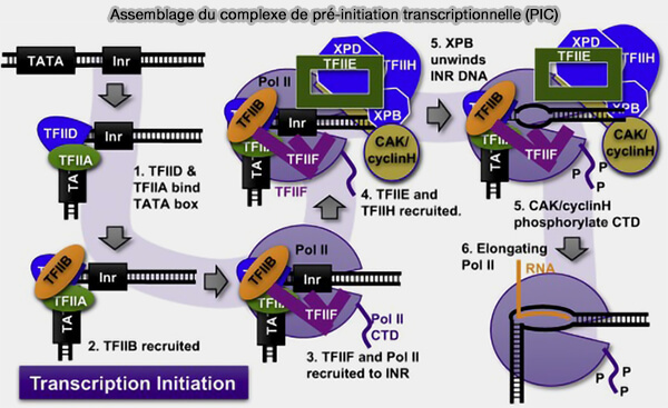 Assemblage du complexe de pré-initiation transcriptionnelle (PIC)