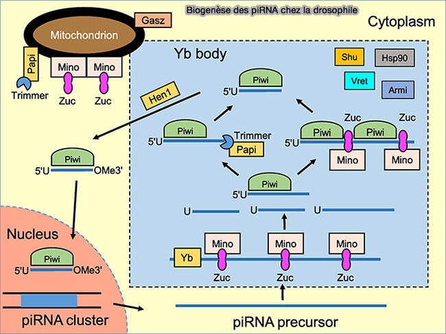 Biogenèse des piRNA chez la drosophile