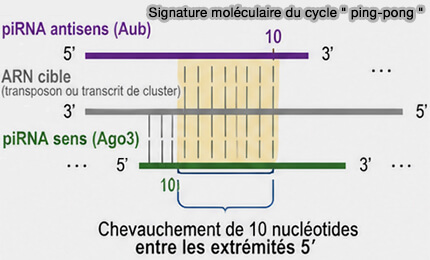 Signature moléculaire du cycle " ping-pong "