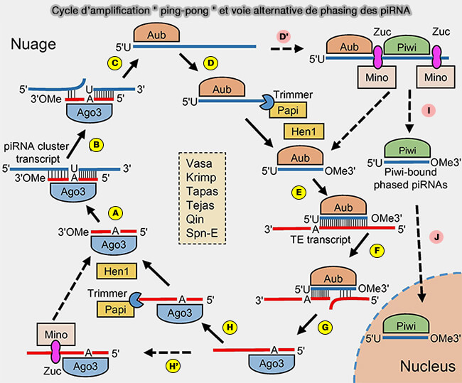 Cycle d’amplification " ping-pong " et voie alternative de phasing des piRNA 