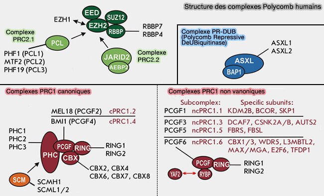 Structure des complexes Polycomb