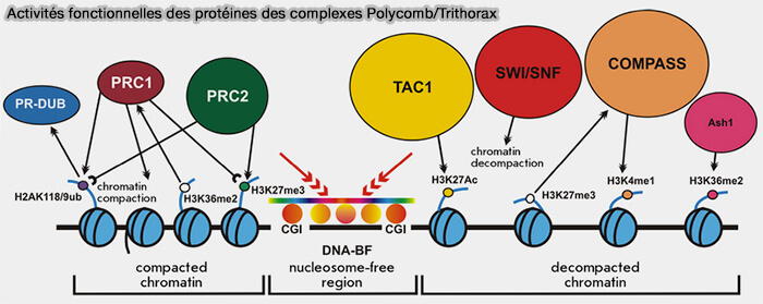 Activités fonctionnelles des protéines des complexes Polycomb/Trithorax