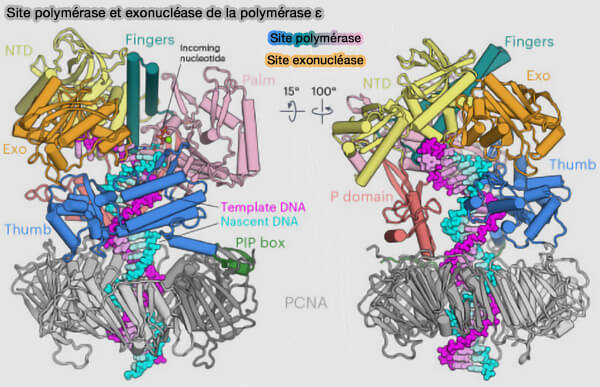 Sites polymérase et exonucléase de la polymérase ε