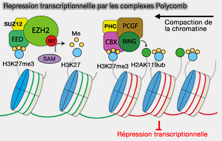 Répression transcriptionnellle par les complexes Polycomb