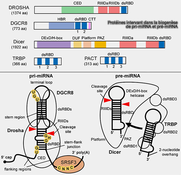 Biogenèse du pri-miRNA et du pré-miRNA