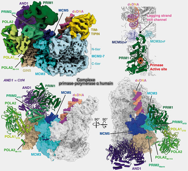 Complexe primase-ADN polymérase α de l'homme