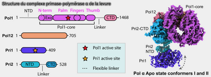 Complexe primase-ADN polymérase α de lla levure