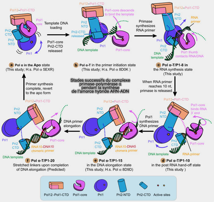 Mécanisme du complexe primase-ADN polymérase α
