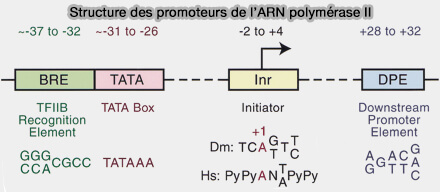 Structure des promoteurs de l'ARN polymérase II