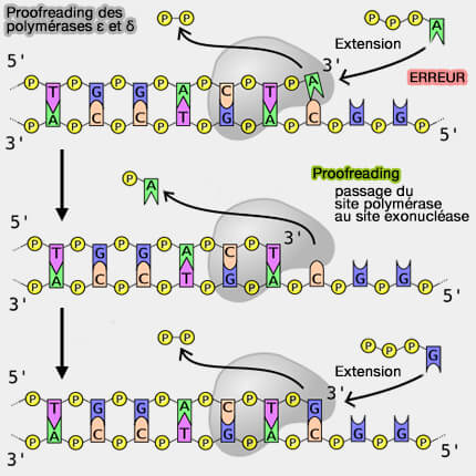 Proofreading et polyméases ε et δ