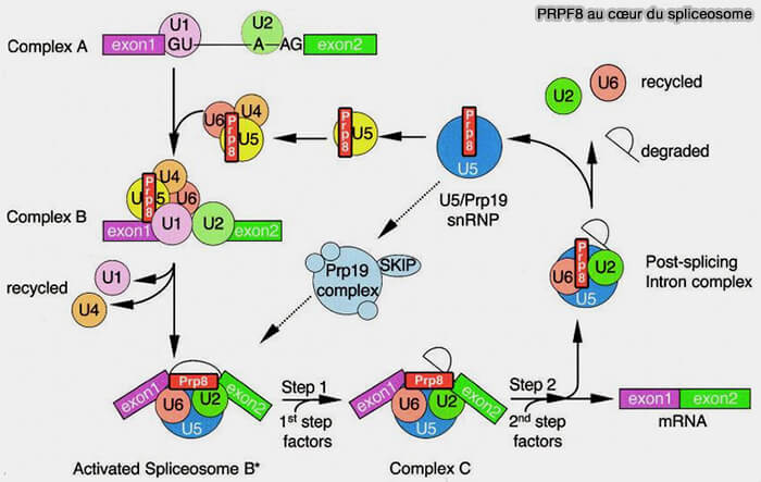 PRPF8 au cceur du spliceosome