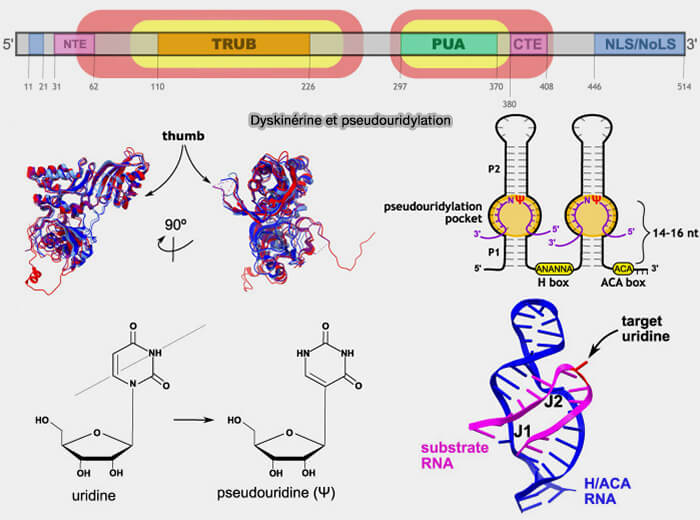 Dyskinérine et pseudouridylation