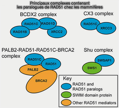Paralogues de RAD51