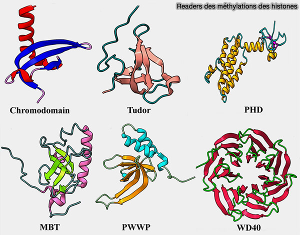 Readers des méthylations des histones