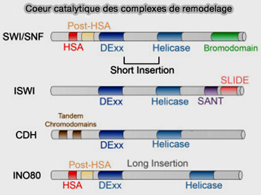 Coeurs catalytiques des complexes de remodelage