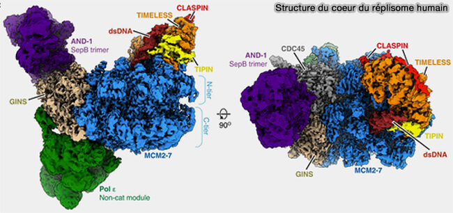 Structure du coeur du réplisome humain