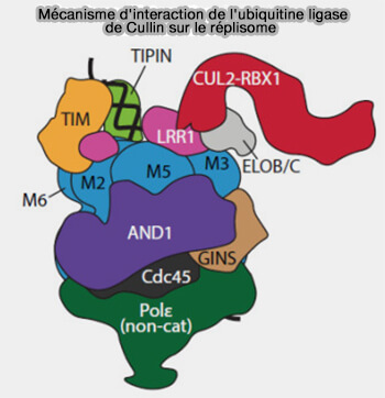 Interaction ubiquitine ligase avec le réplisome