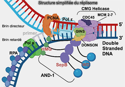 Structure simplifiée du réplisome