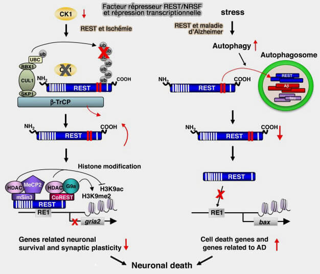 Facteur répresseur REST/NRSF et répression transcriptionnelle