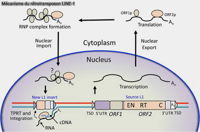 Mécanisme du rétrotransposon LINE-1