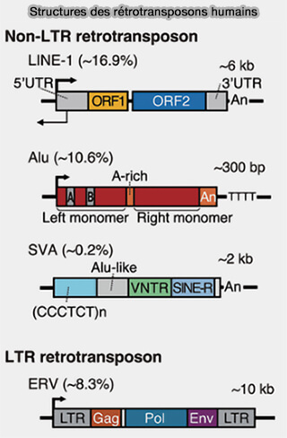 Structure des rétrotransposons