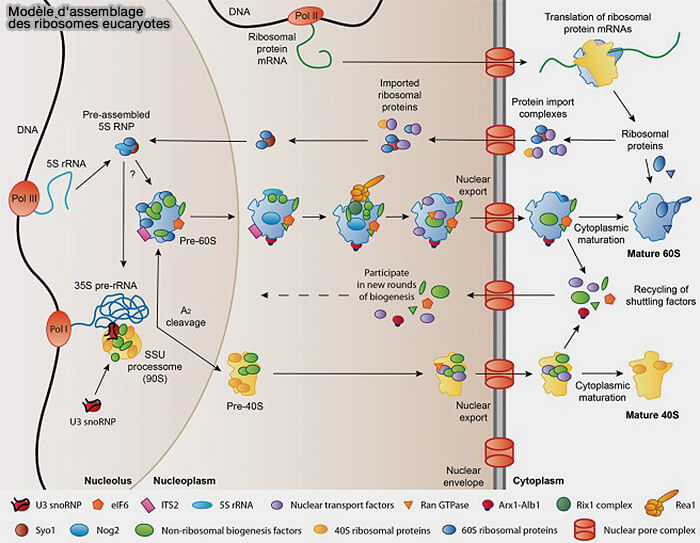 Modèle actuel pour l'assemblage des ribosomes eucaryotes