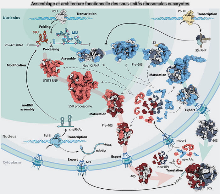 Assemblage et architecture fonctionnelle des sous-unités ribosomales eucaryotes