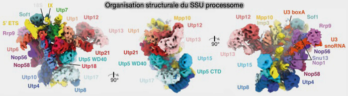 Organisation structurale du SSU processome
