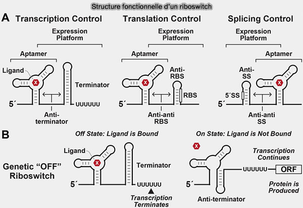 Structure fonctionnelle d'un riboswitch