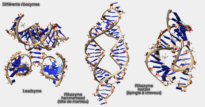 Structure des ribozymes