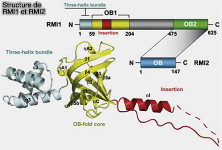 Structure de RMI1 et RM12