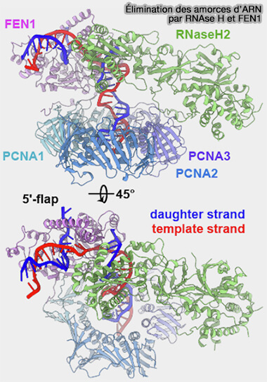 Élimination des amorces d’ARN par RNAse-H et FEN1