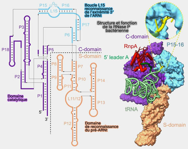 Structure et fonction de la RNase P bactérienne