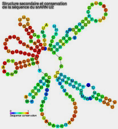 Structure du snARN U2