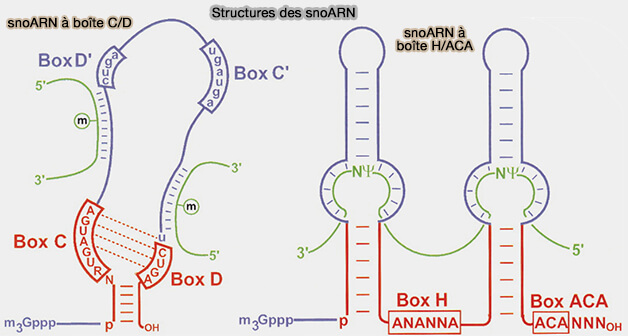 Structures des snoARN