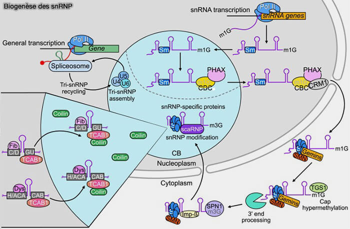 Biogenèse des snRNP