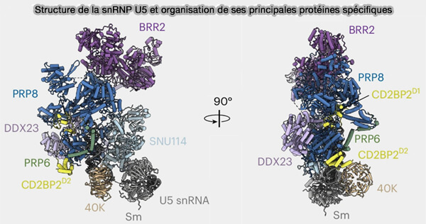 Structure de la snRNP U5 et organisation de ses principales protéines spécifiques