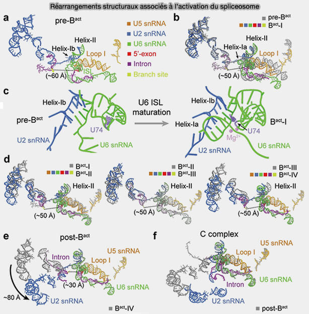 Réarrangements structuraux associés à l’activation du spliceosome