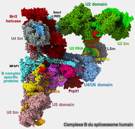 Complexe B du spliceosome humain