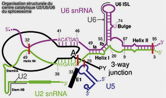 Corps catalytique du spliceosome majeur