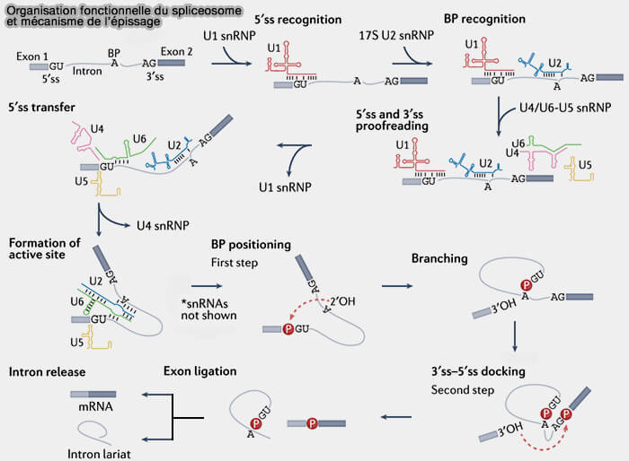 Organisation fonctionnelle du spliceosome et mécanisme de l’épissage
