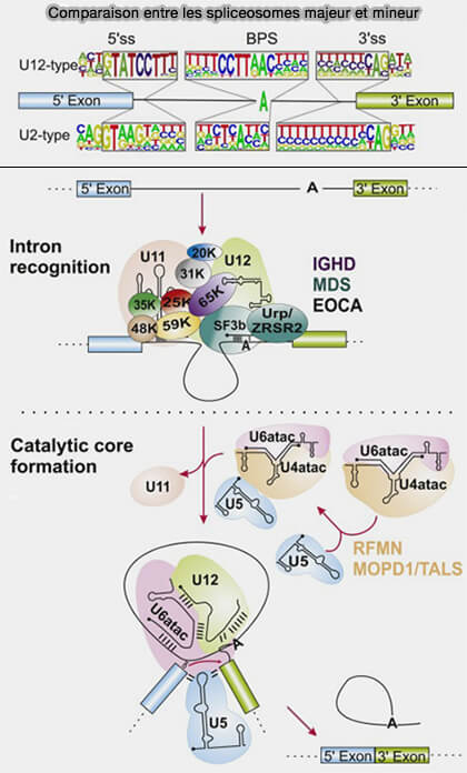 Structure du snARN U2
