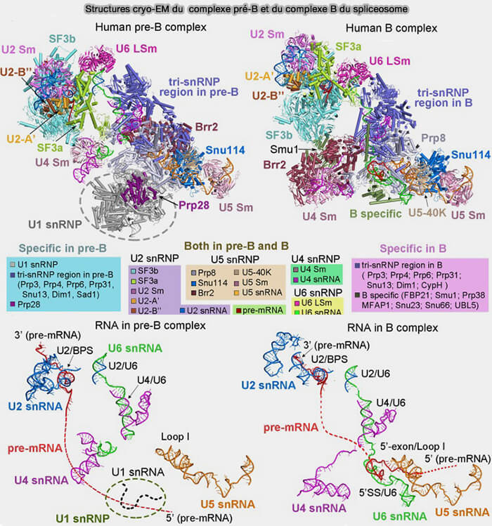 Structures cryo-EM du  complexe pré-B et du complexe B du spliceosome